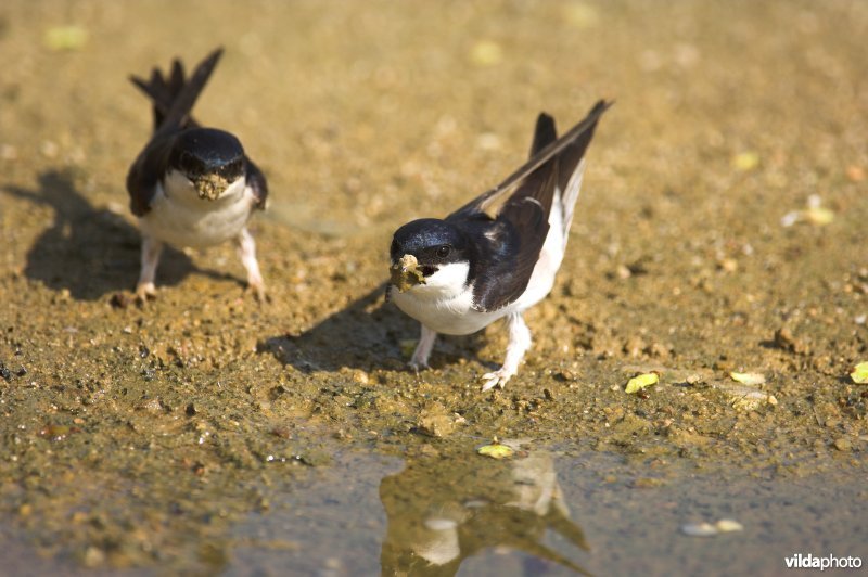 Huiszwaluwen verzamelen modder om nest te bouwen