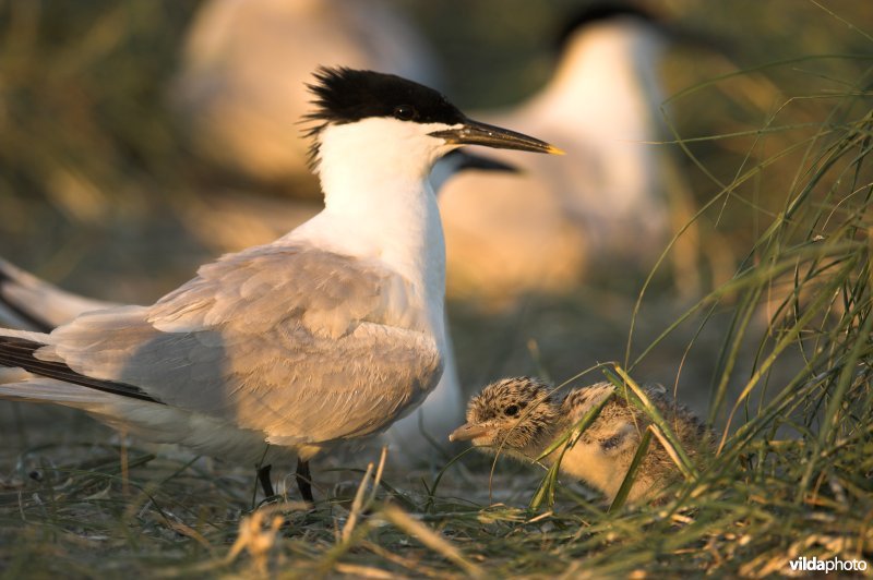 Grote Stern met jong