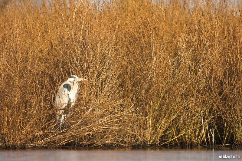 Blauwe Reiger in het riet