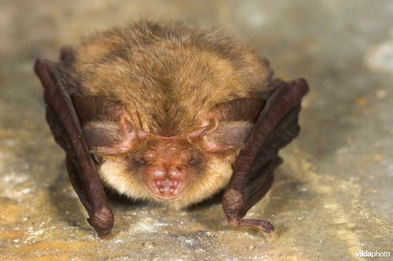 Grootoor in winterslaap