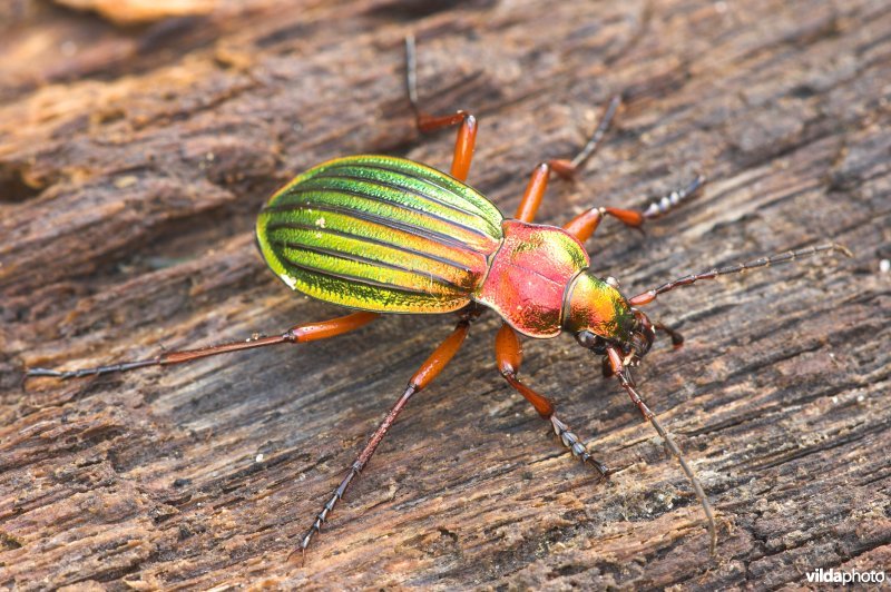 Goudglanzende loopkever
