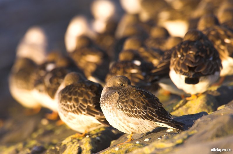 Groepje Paarse Strandlopers