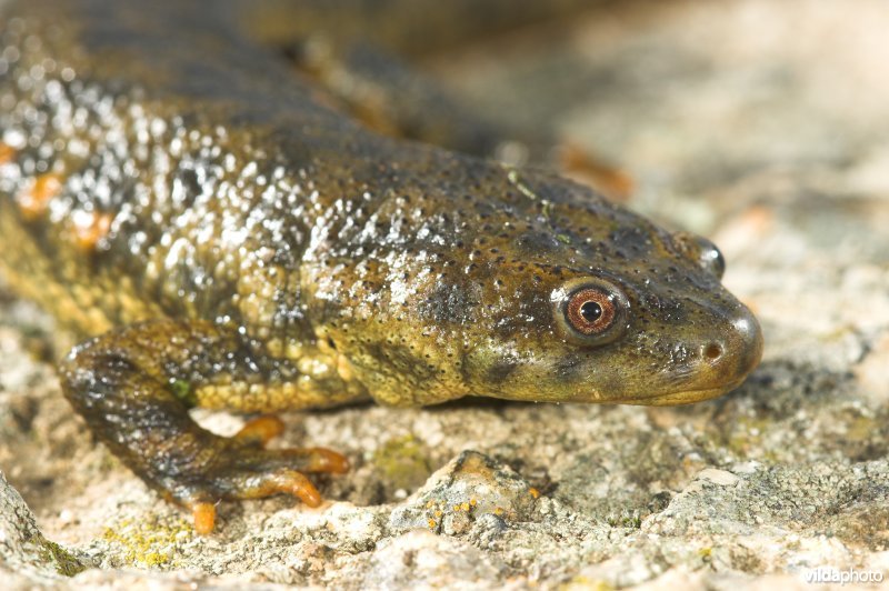 Spaanse Ribbensalamander