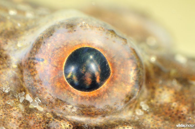 Oog van Harnasmannetje