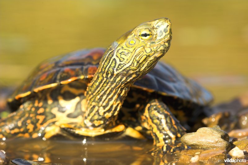 Moorse beekschildpad