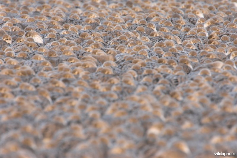 Kopjes van Kanoetstrandlopers