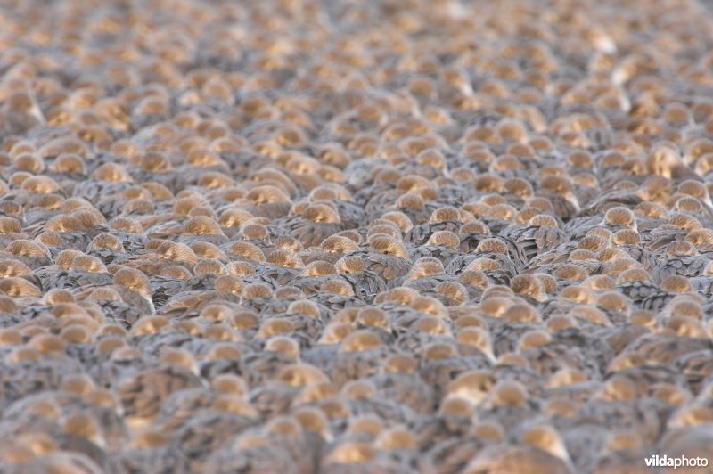 Kopjes van Kanoetstrandlopers