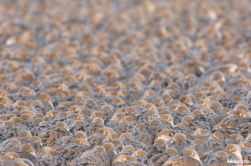 Tapijt van Kanoetstrandlopers
