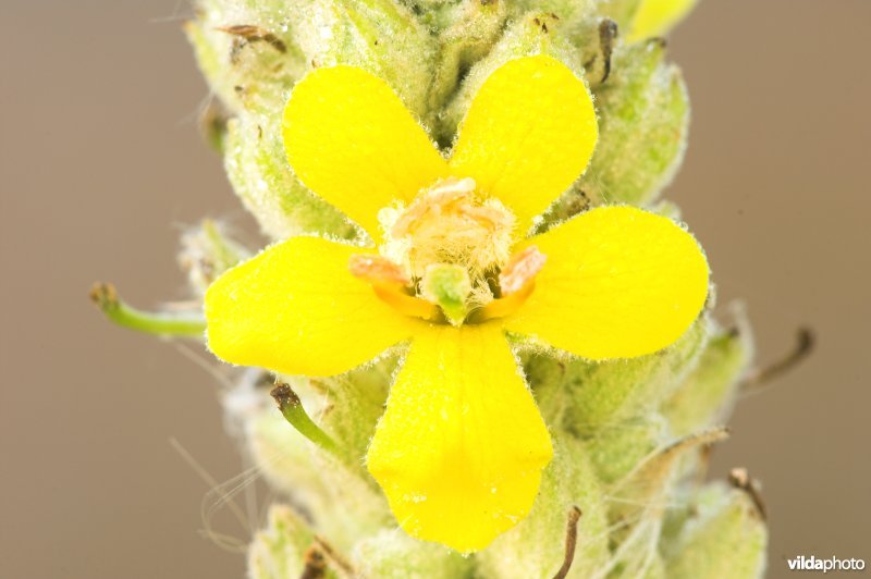 Bloem van Koningskaars