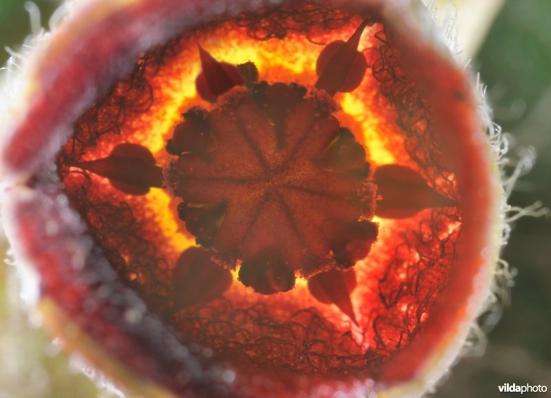 Bloempje van mansoor