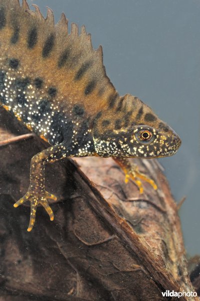 Kamsalamander