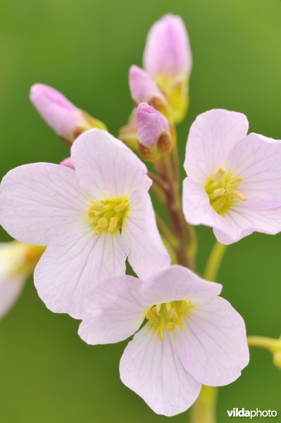 Bloempjes van Pinksterbloem