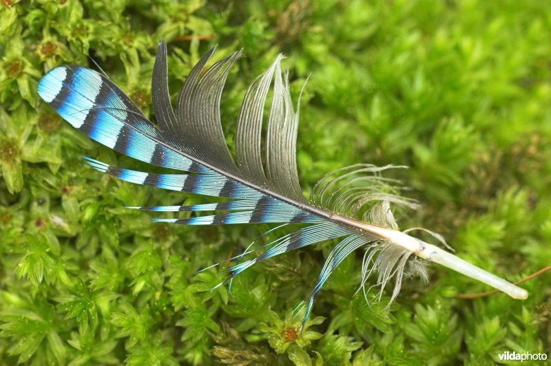 Pluim van Vlaamse gaai