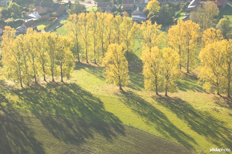 Luchtfoto van populieren in de herfst