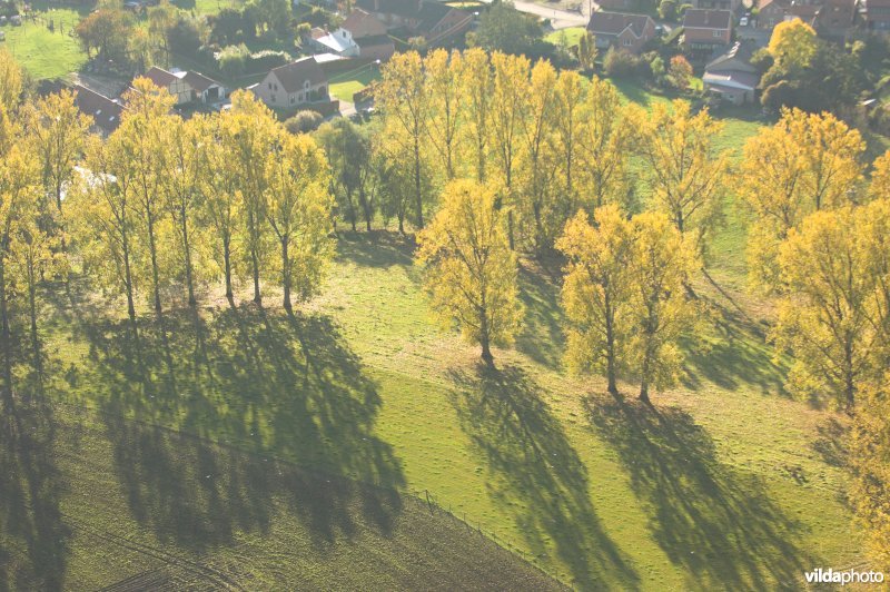 Luchtfoto van populieren in de herfst