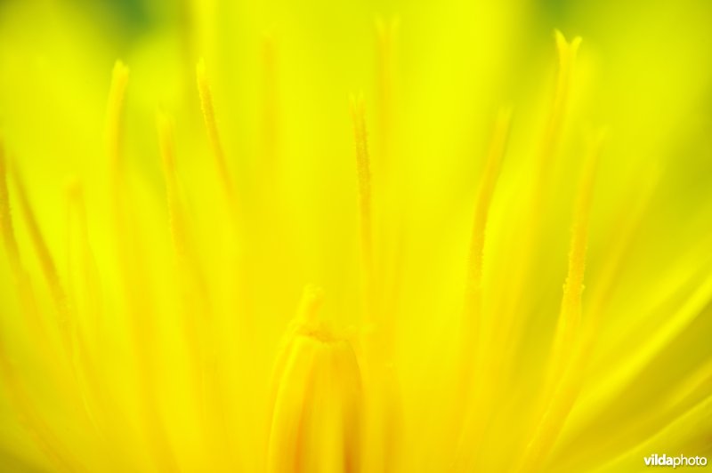 Paardenbloem
