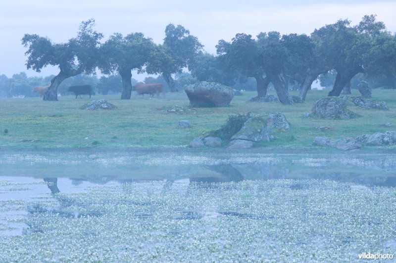 Poel in Extremadura