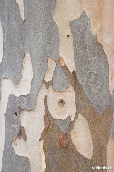 Schors van Eucalyptus