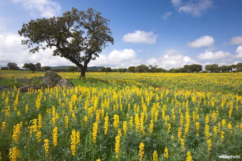 Dehesa in bloei te Extremadura