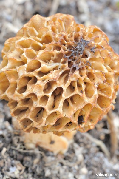 Gewone morielje