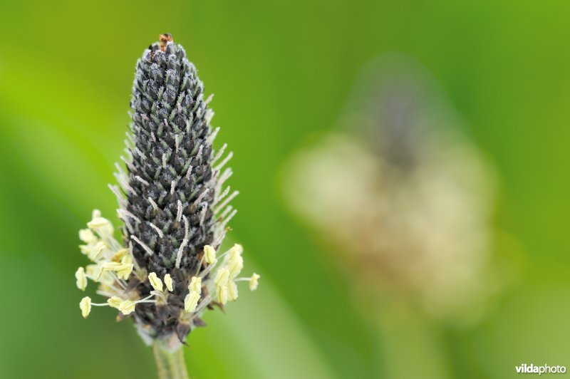 Bloempjes van Smalle weegbree