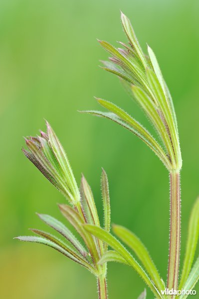 Kleefkruid