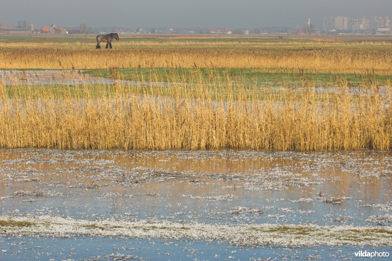 Uitkerkse polders