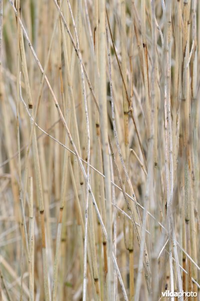 Oude rietstengels