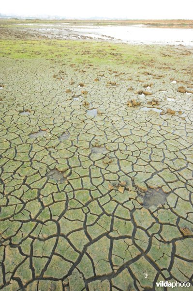 Molenplasje in de Uitkerkse Polders