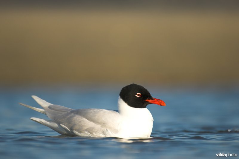 Zwartkopmeeuw