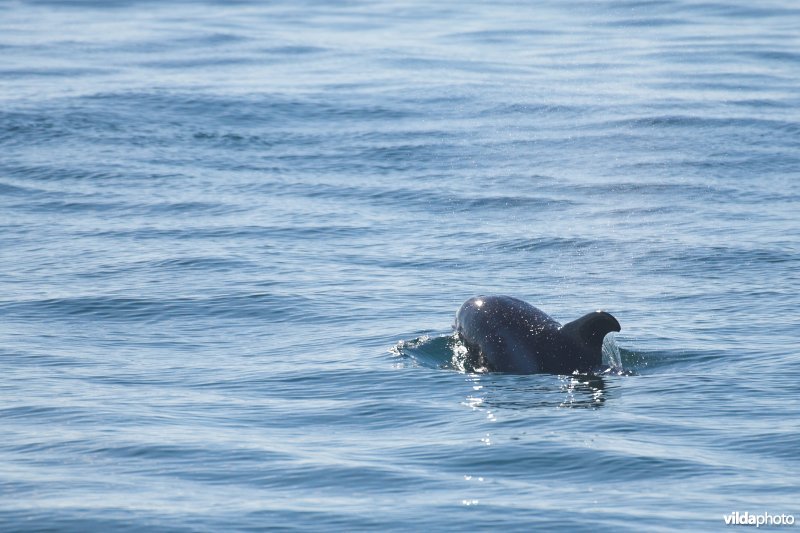 Witsnuitdolfijn in de Noordzee