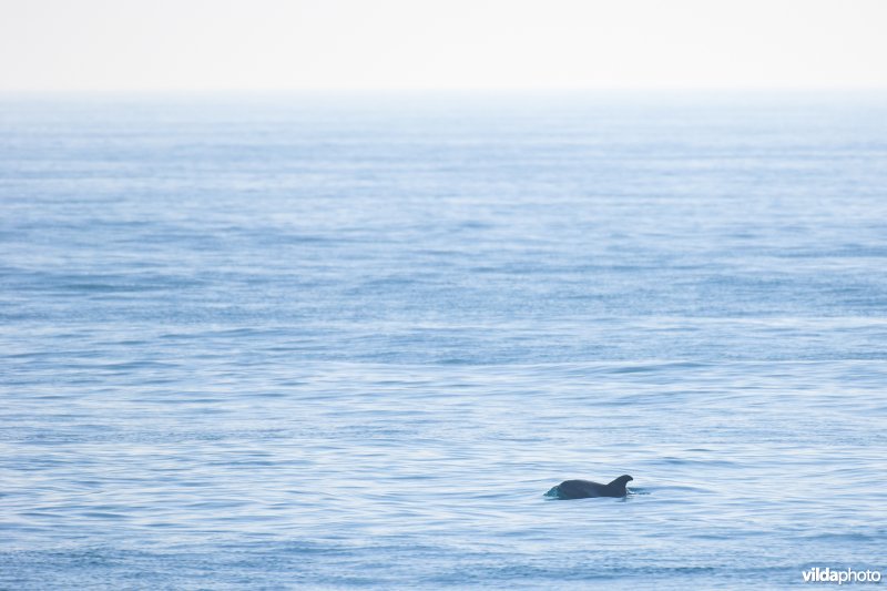 Witsnuitdolfijn in de Noordzee