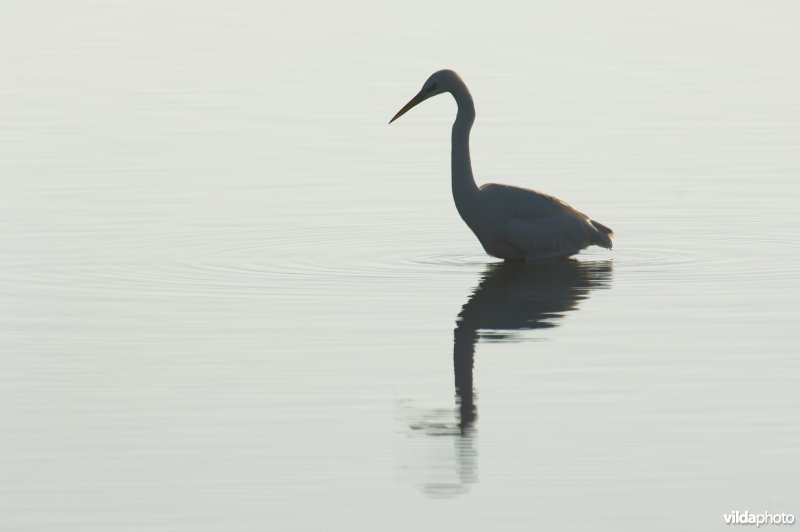 Grote zilverreiger