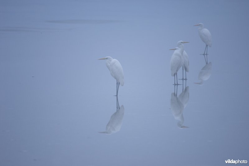 Grote zilverreigers op het ijs