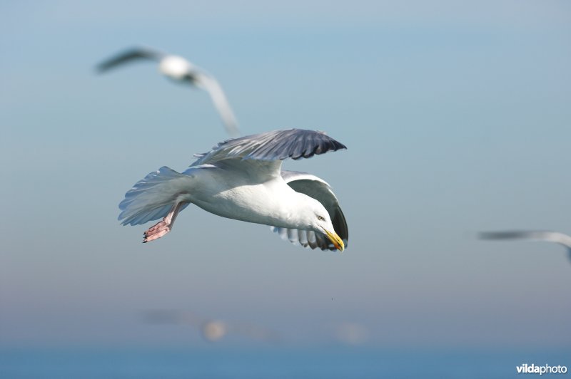 Zilvermeeuw in vlucht