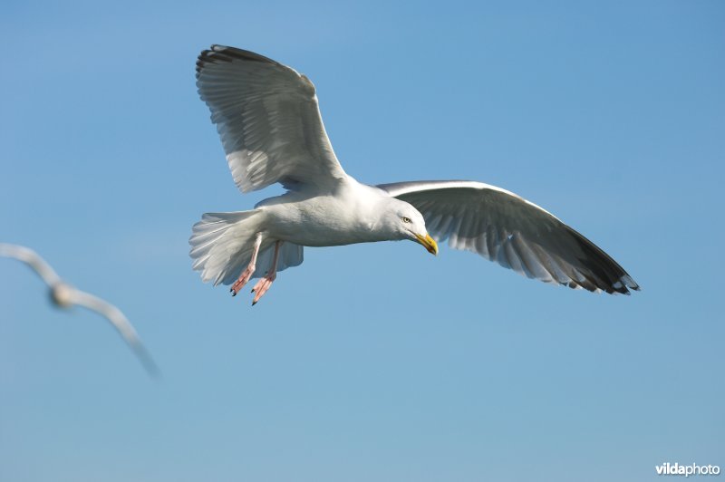 Zilvermeeuw in vlucht