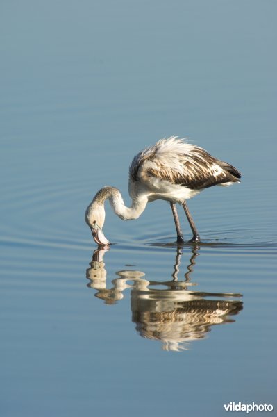 Jonge Flamingo