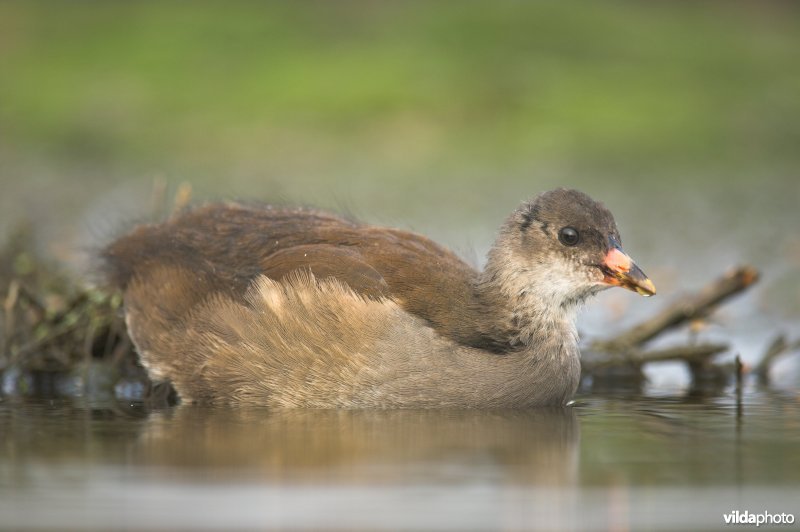 Jonge Waterral