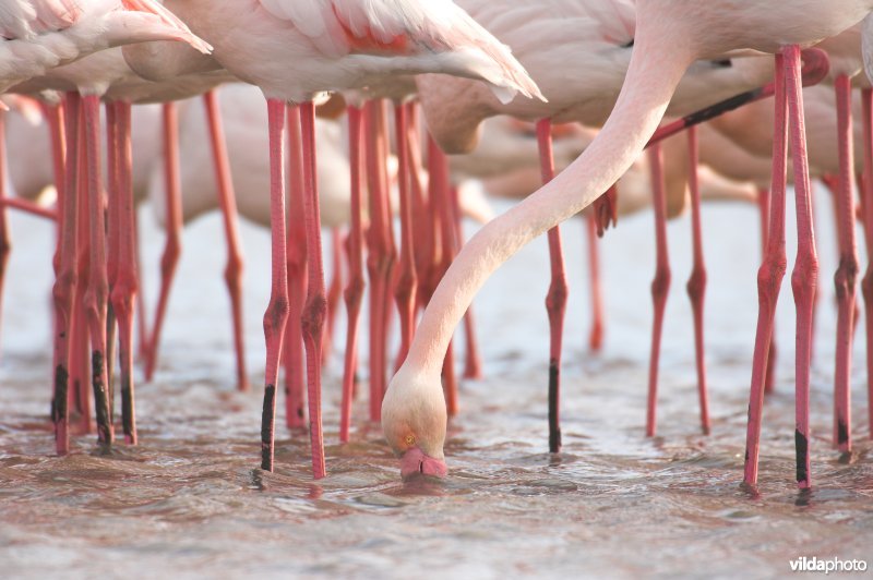 Flamingo's