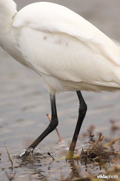 Kleine Zilverreiger