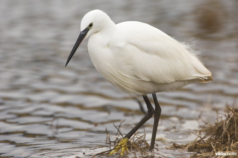 Kleine Zilverreiger