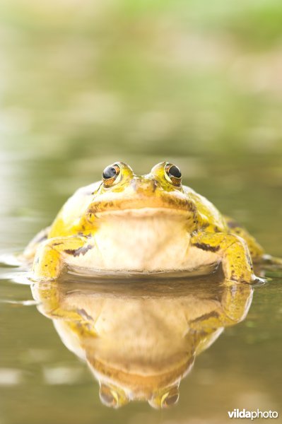 Poelkikker
