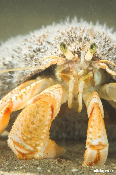 Gewone heremietkreeft