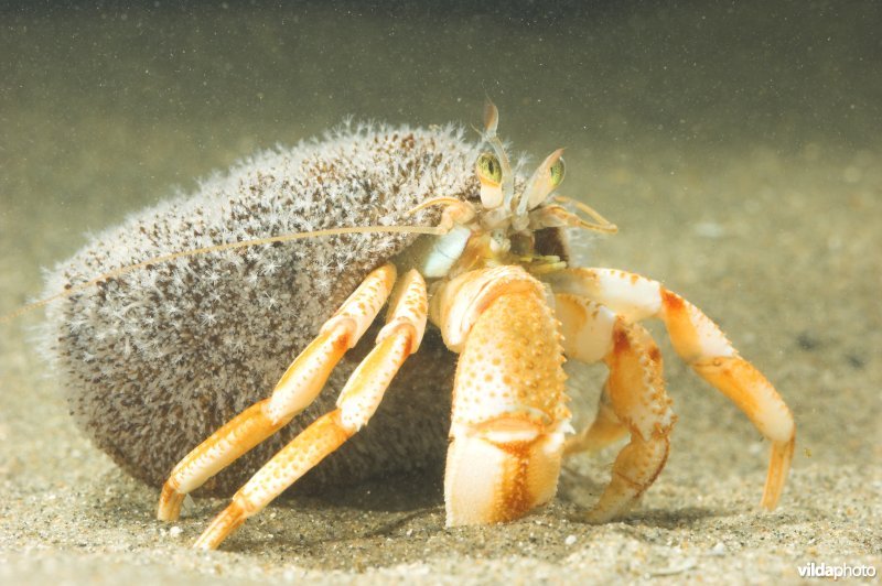 Gewone heremietkreeft