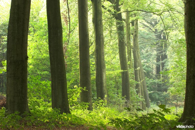 Bosreservaat Bulskampveld