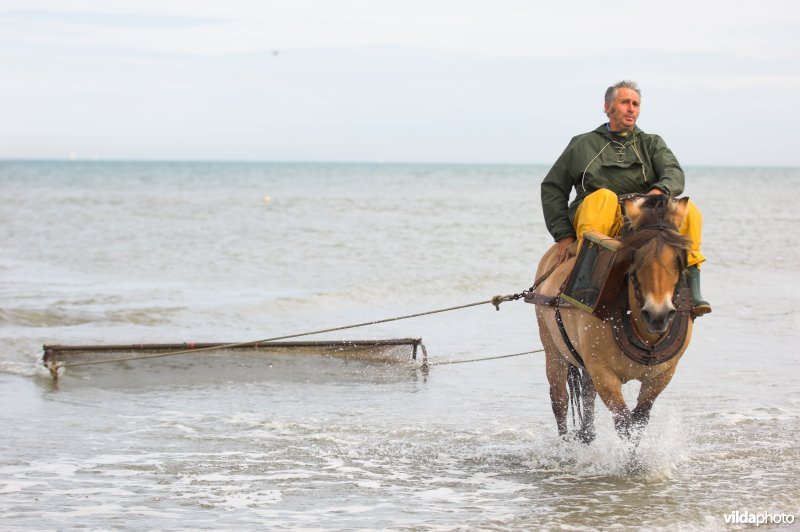 Garnaalvisserij te paard