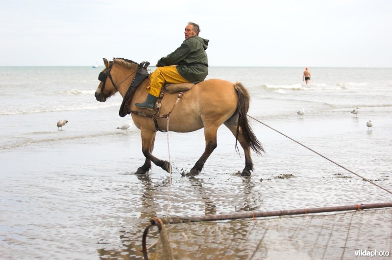 Garnaalvisserij te paard