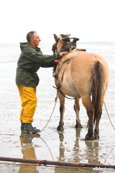 Garnaalvisserij te paard