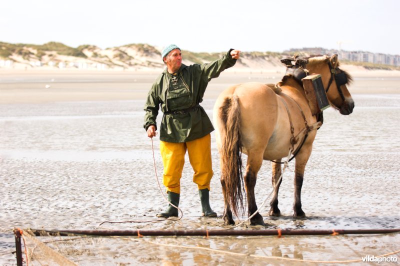 Garnaalvisserij te paard