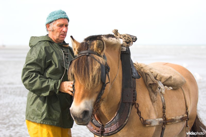 Garnaalvisser met paard